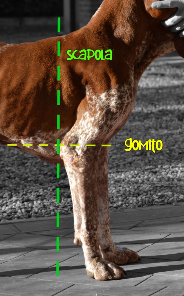 bracco-italiano-standard-15