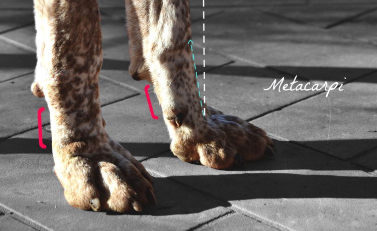 bracco-italiano-standard-26