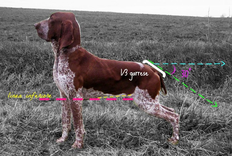 bracco-italiano-standard-32