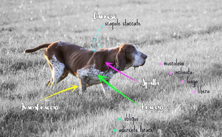 bracco-italiano-standard-4