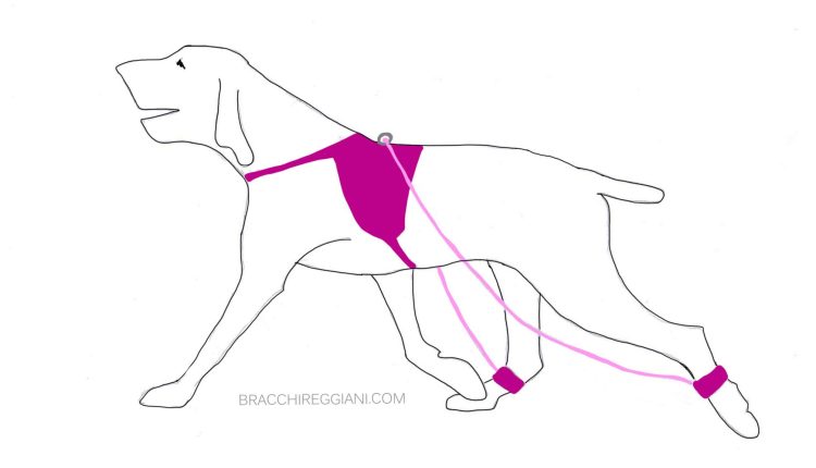 braga-bracco-italiano-trotto