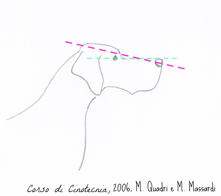 ASSI CRANIALI CONVERGENTI