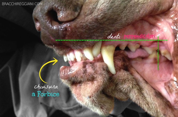 denti-bracco-italiano
