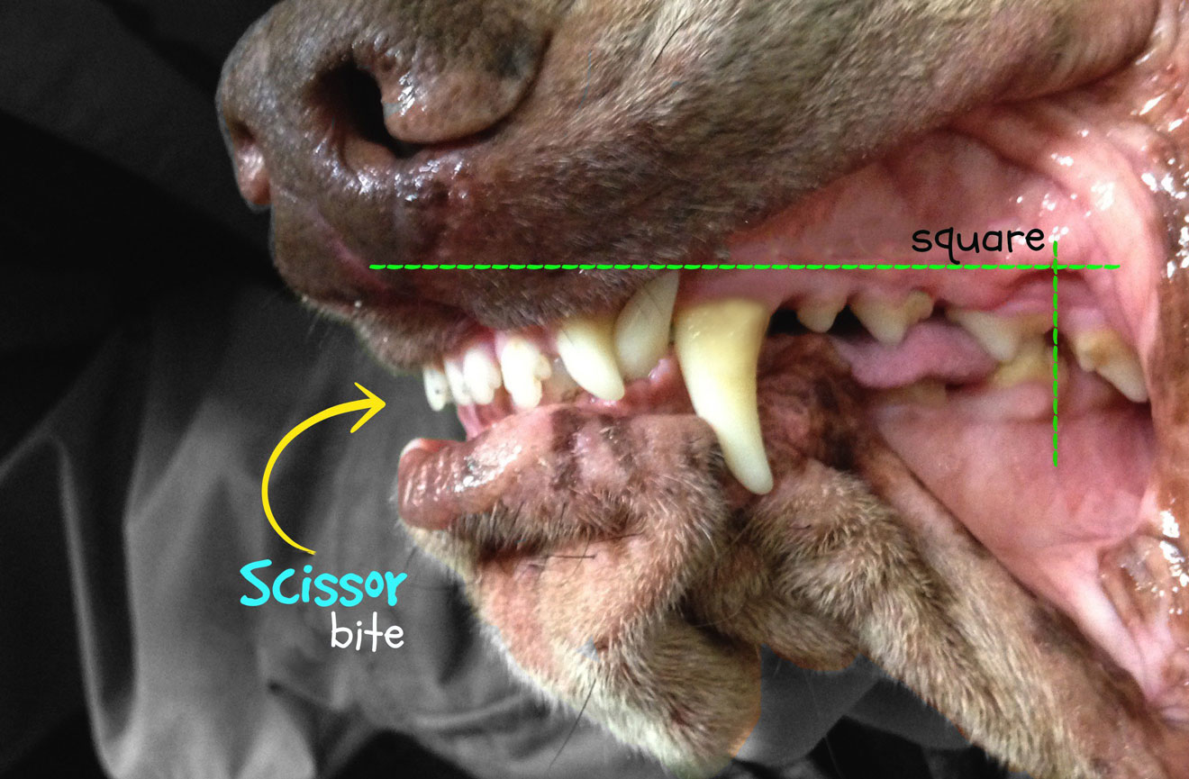 bracco italiano teeth mouth