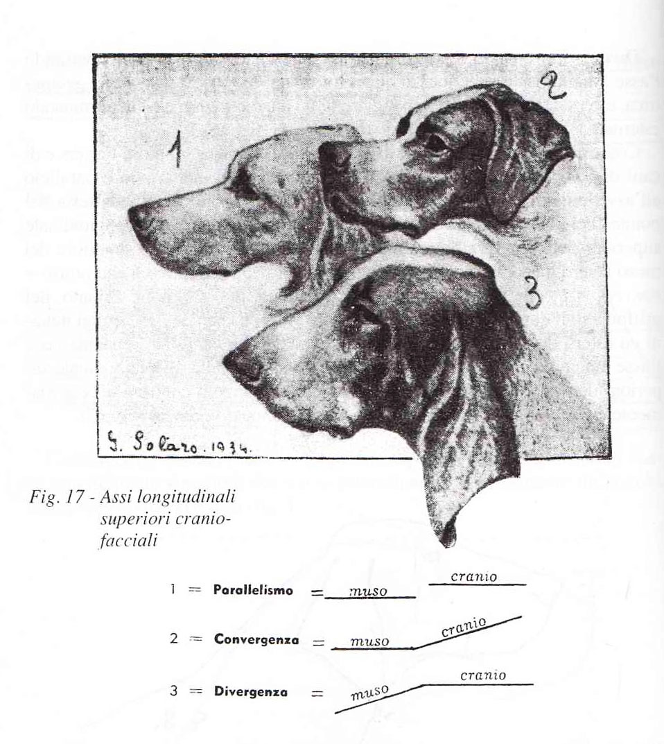 divergenza-convergenza-parallelismo-cane-solaro