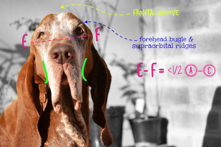 bracco italiano cheeks lips