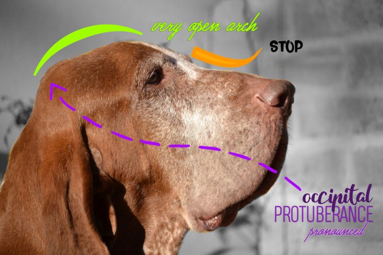 bracco italiano head