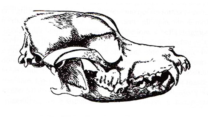 enognatismo enognatism