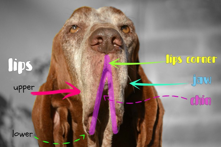 bracco italiano lips