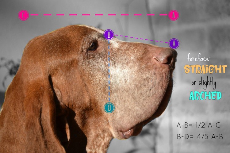 bracco italiano muzzle