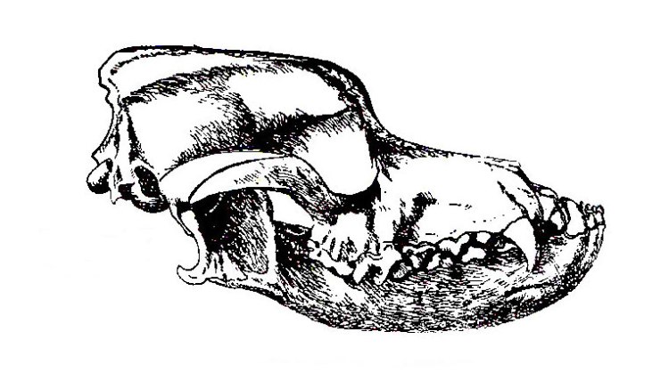 prognatismo prognatism