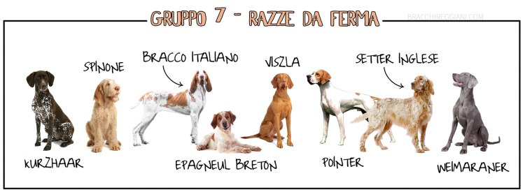 razze-da-ferma-gruppo-7-enci-fci