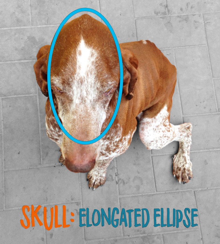 bracco italiano skull