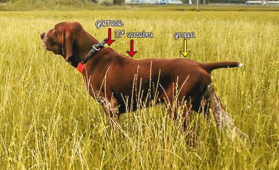 undicesima-vertebra-trotto-bracco-italiano