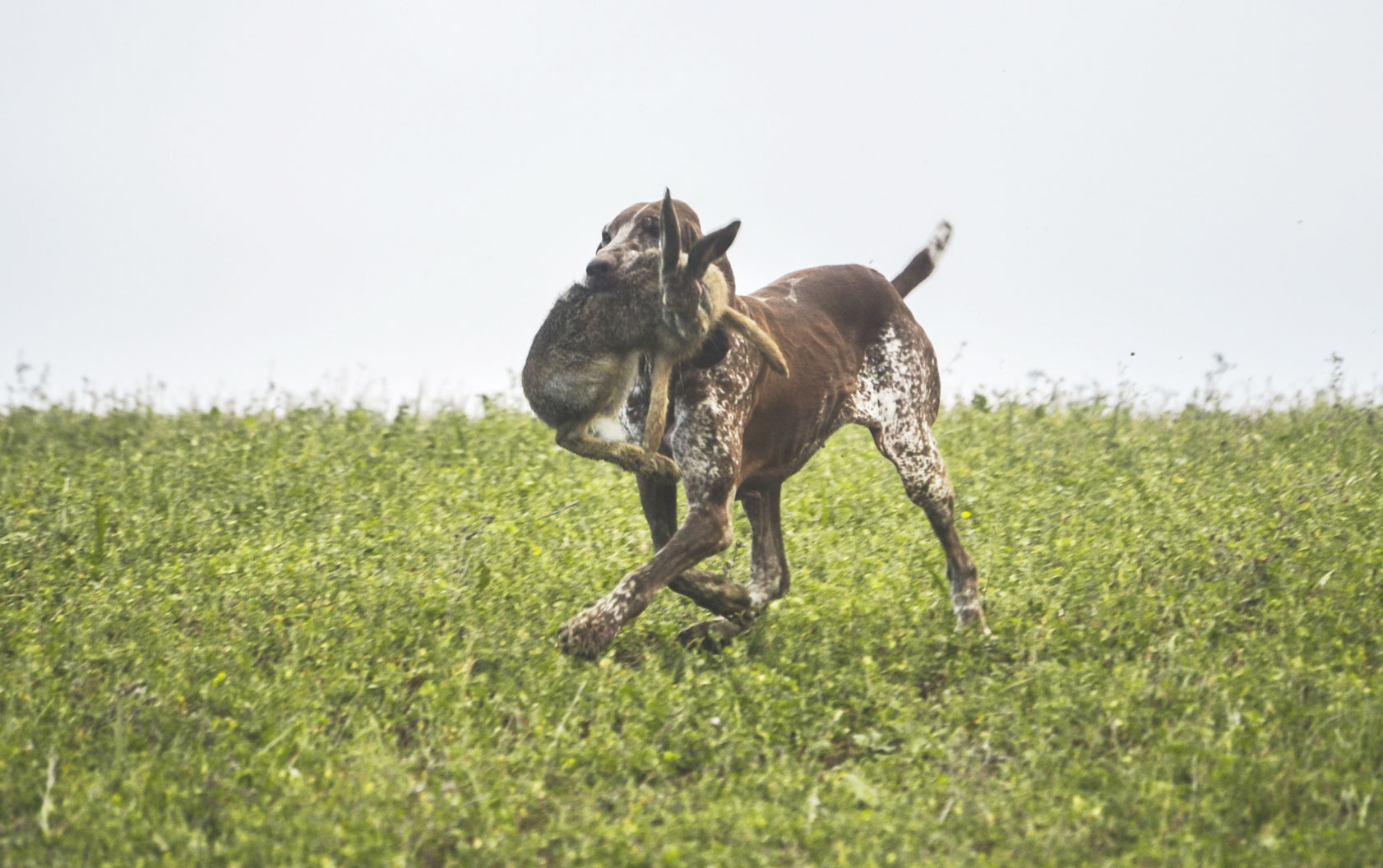cane da caccia alla lepre