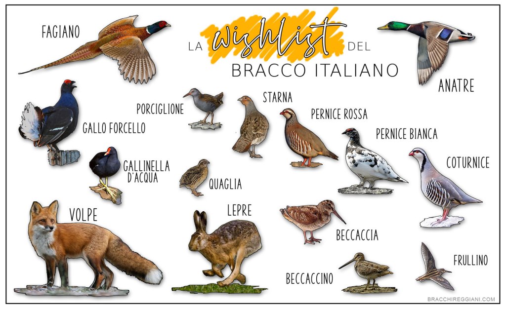 selvaggina cacciabile starna fagiano beccaccia beccaccino bracco italiano