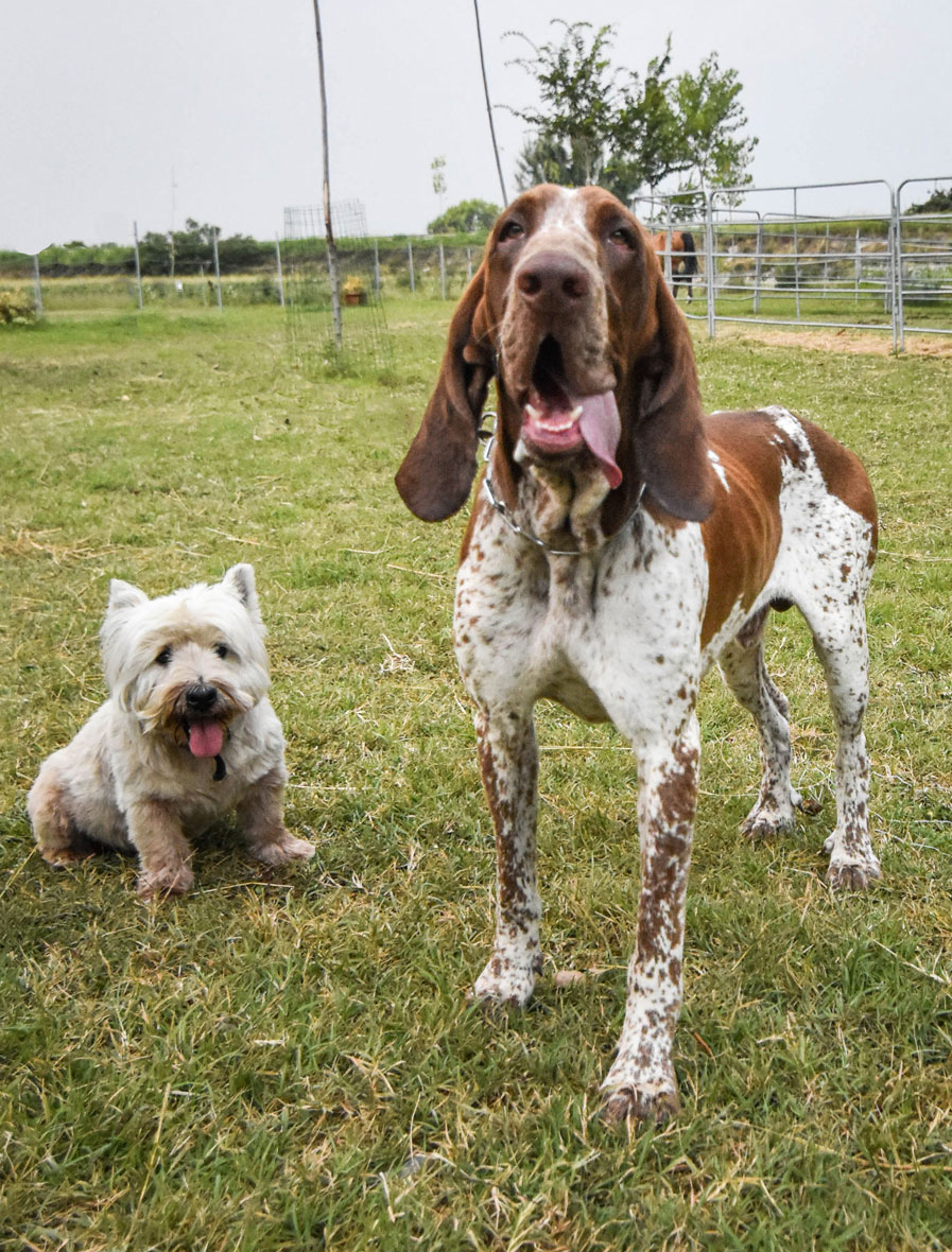 bracco-west-highland