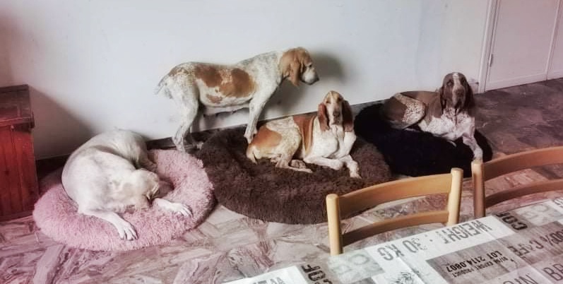 bracco italiano in casa