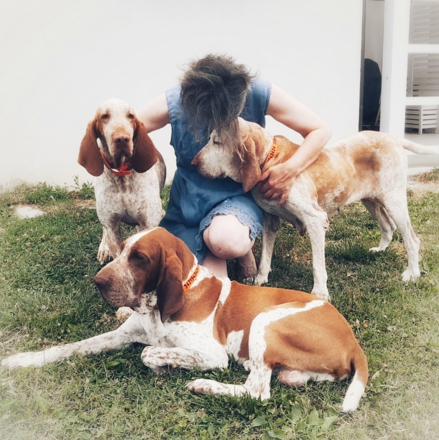 adottare-un-bracco-italiano