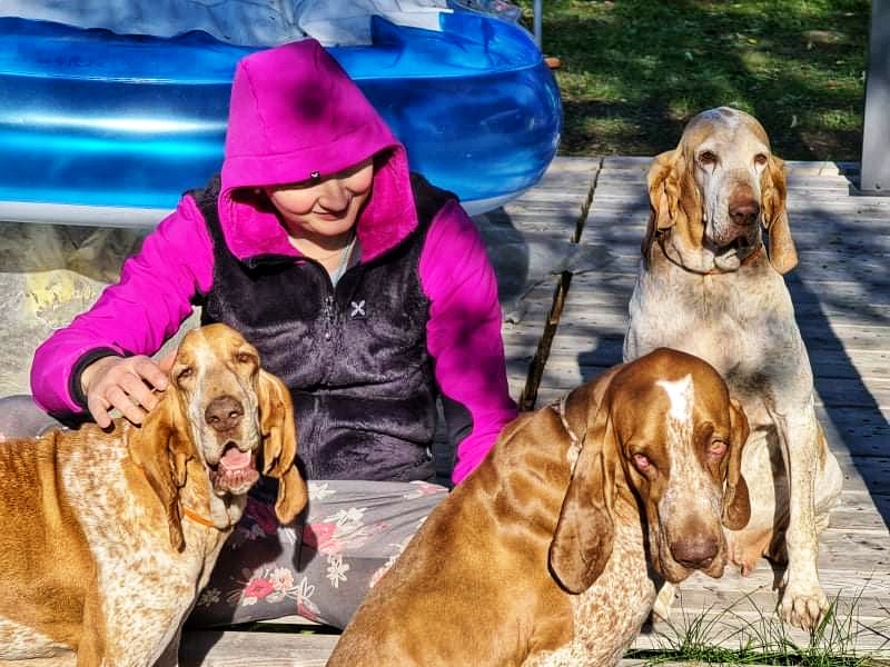 bracco-italiano-adulto-adozione