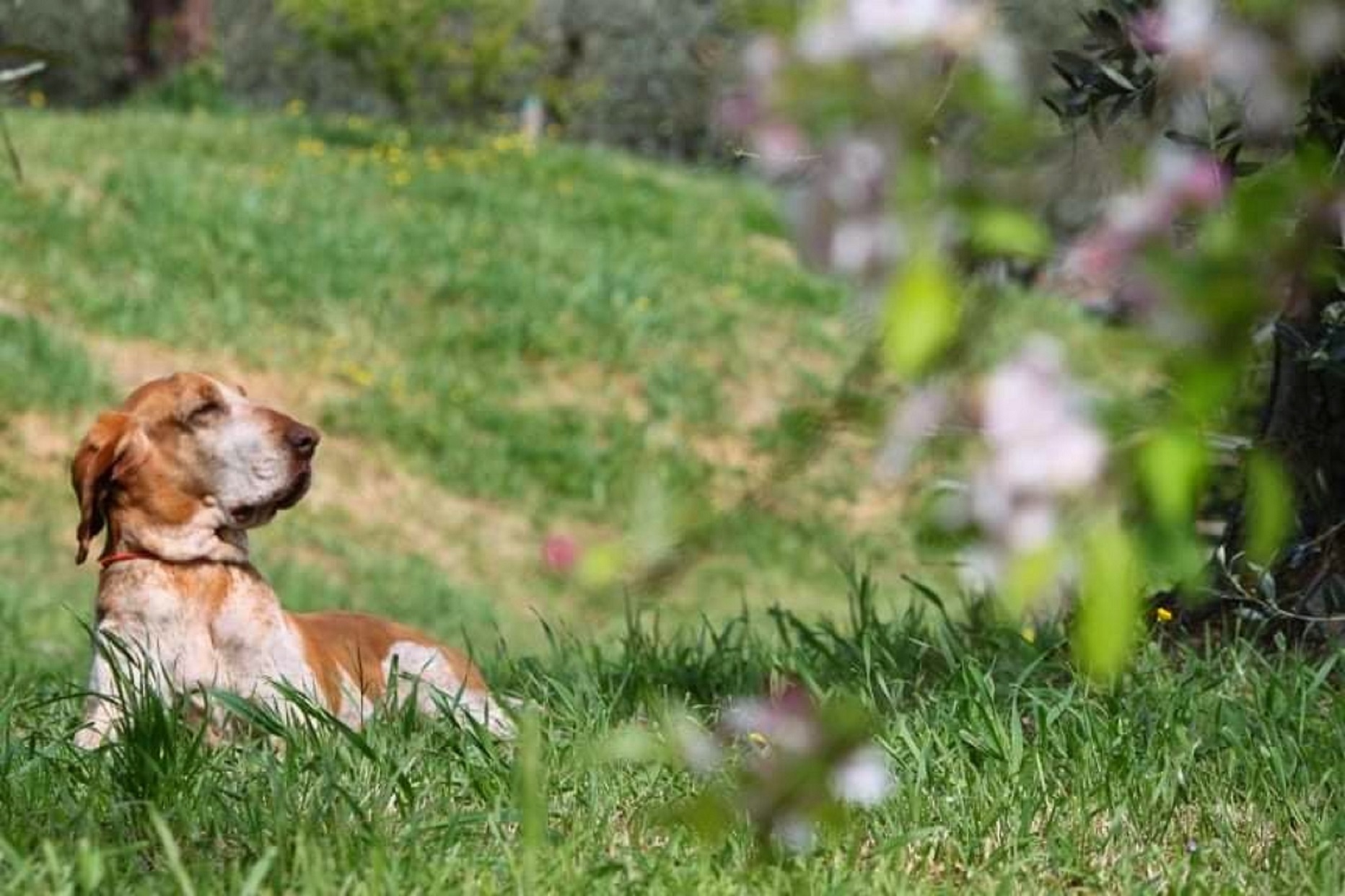 bracco italiano adulto adozione