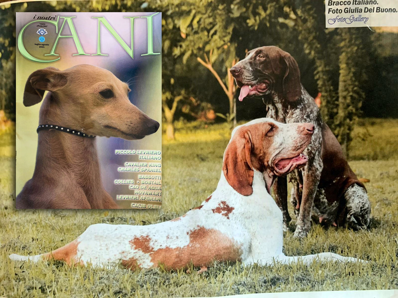 i-nostri-cani-enci-luglio-agosto 2021