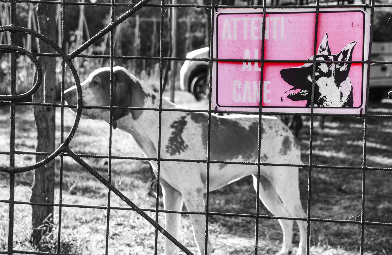 bracco-cane-da-guardia