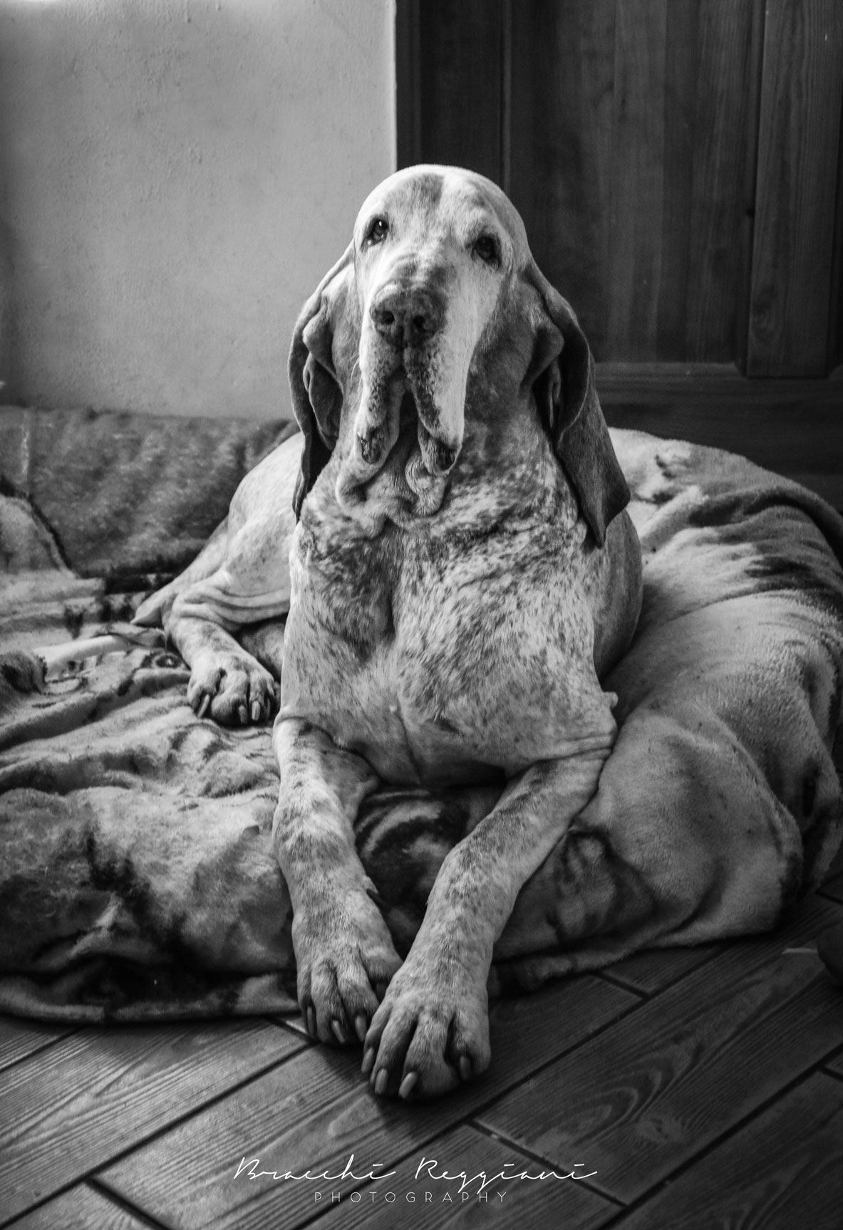 bracco-italiano-asconio-di-witigenove