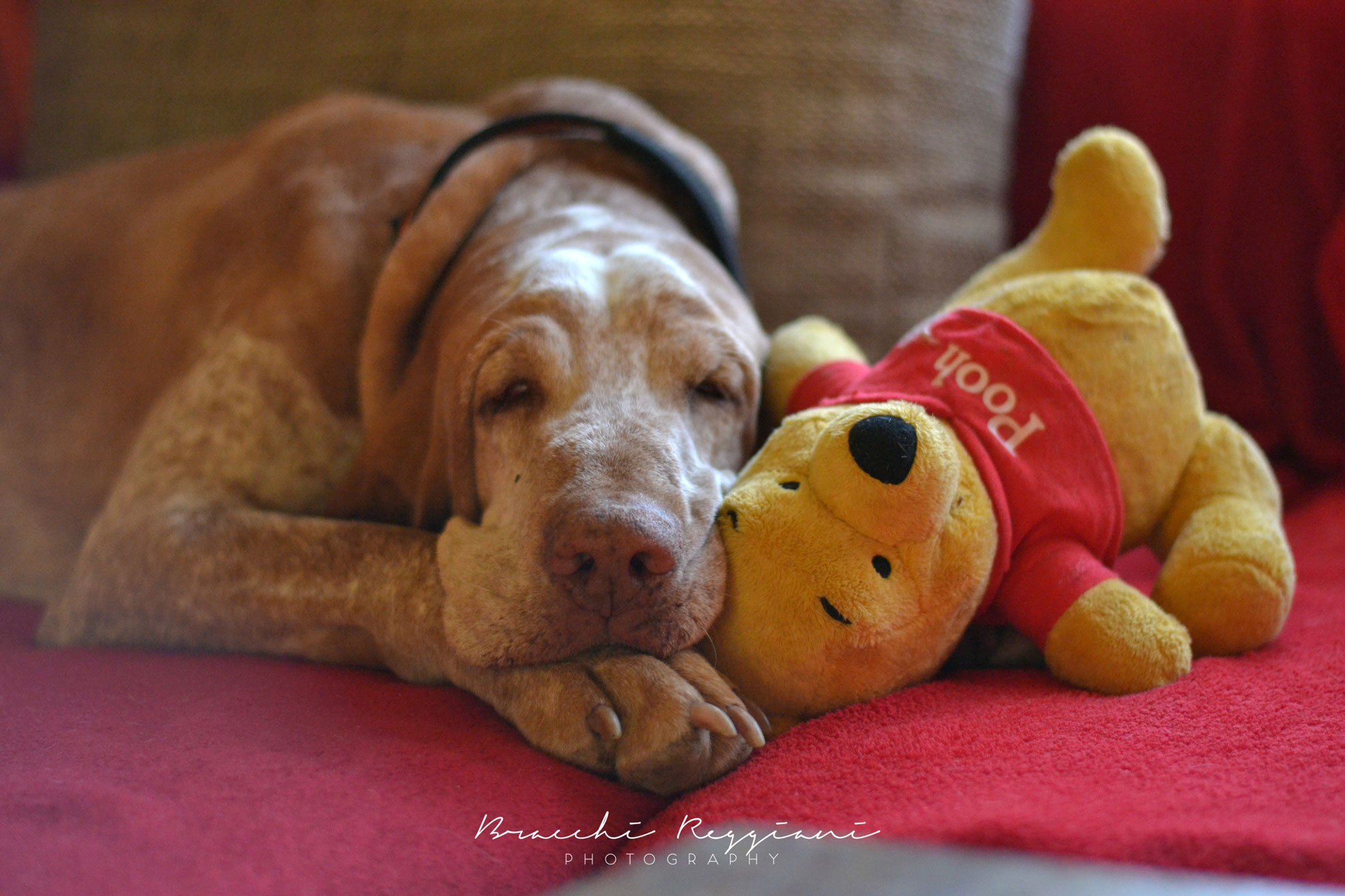 bracco-italiano-da-divano