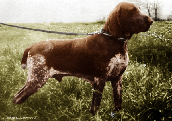 airone-4-dei-ronchi-bracco-italiano-paolo-ciceri