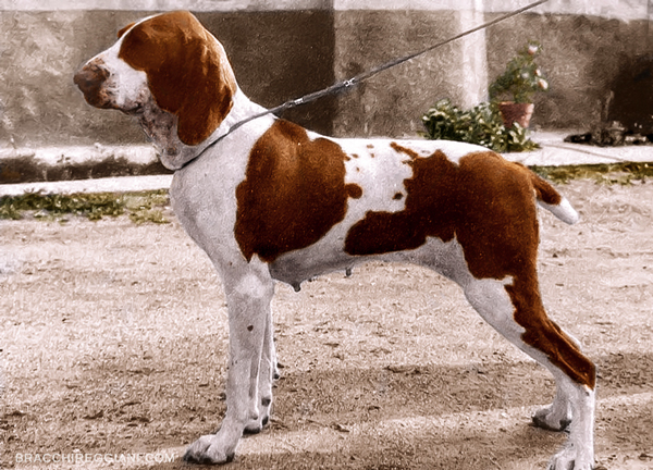 ala-dei-ronchi-bracco-italiano-paolo-ciceri-3