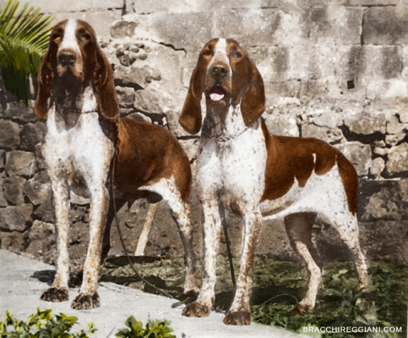 bracchi-del-simeto-anni-60