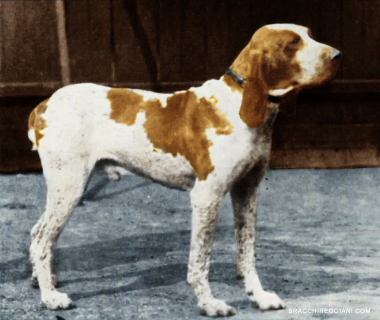 bracco-italiano-bianco-arancio