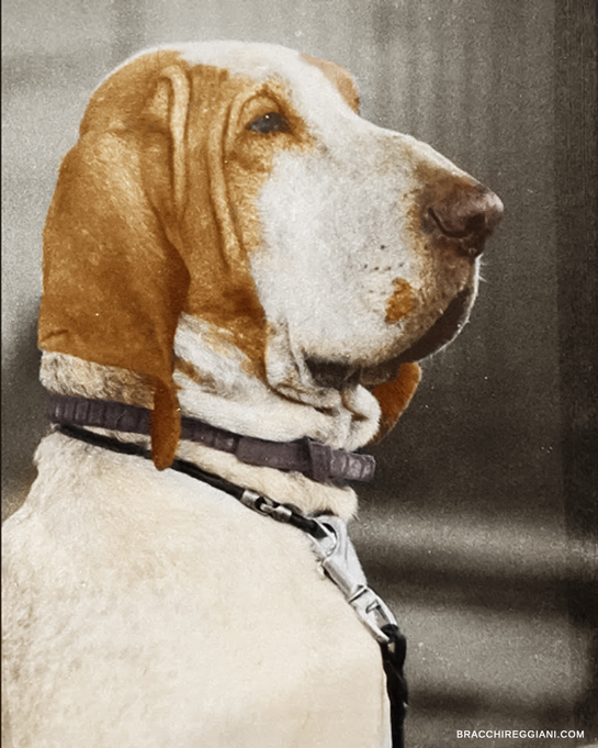 galantom-del-boscaccio