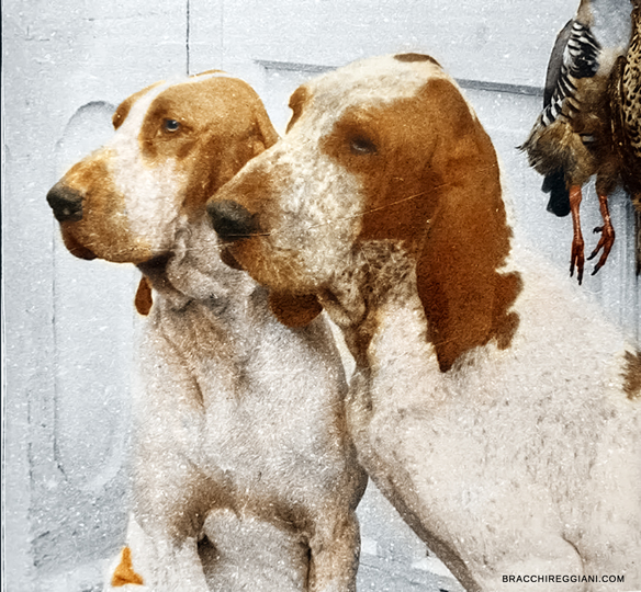 heros-e-gea-delle-forre-colmbo-manfroni