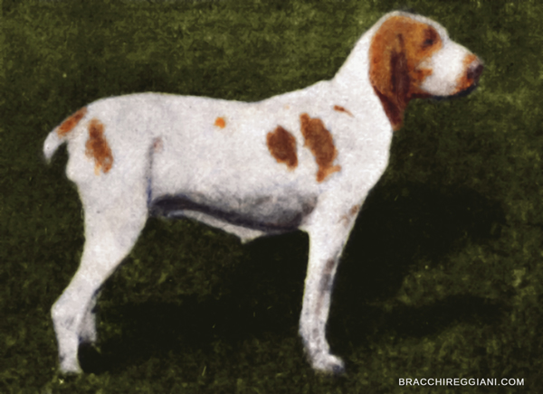 lola-di-regona-bracco-italiano-1800