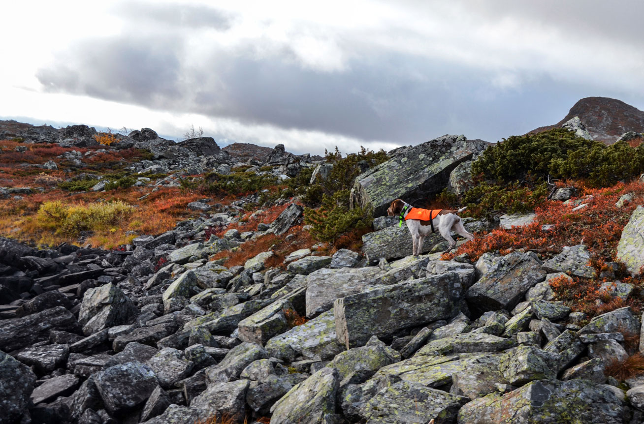bracco-italiano-a-caccia-in-lapponia-1