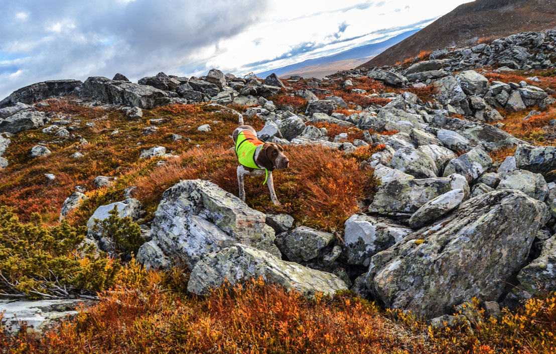 bracco-italiano-a-caccia-in-lapponia