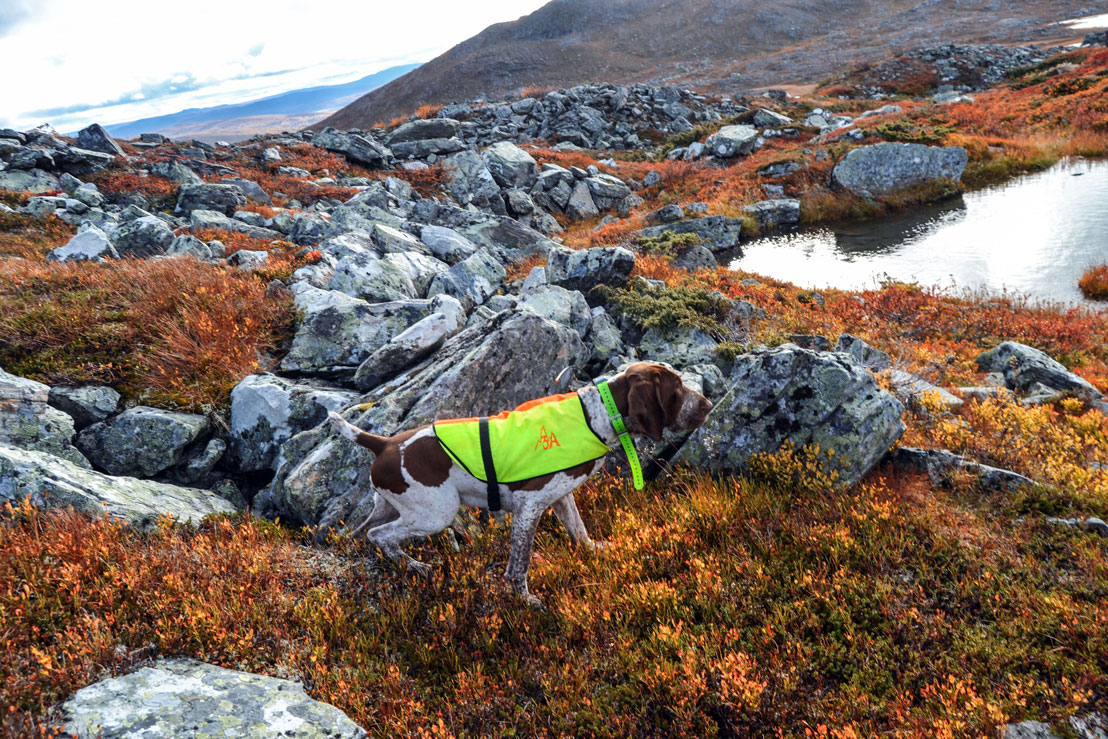 bracco-italiano-a-caccia-in-lapponia-3