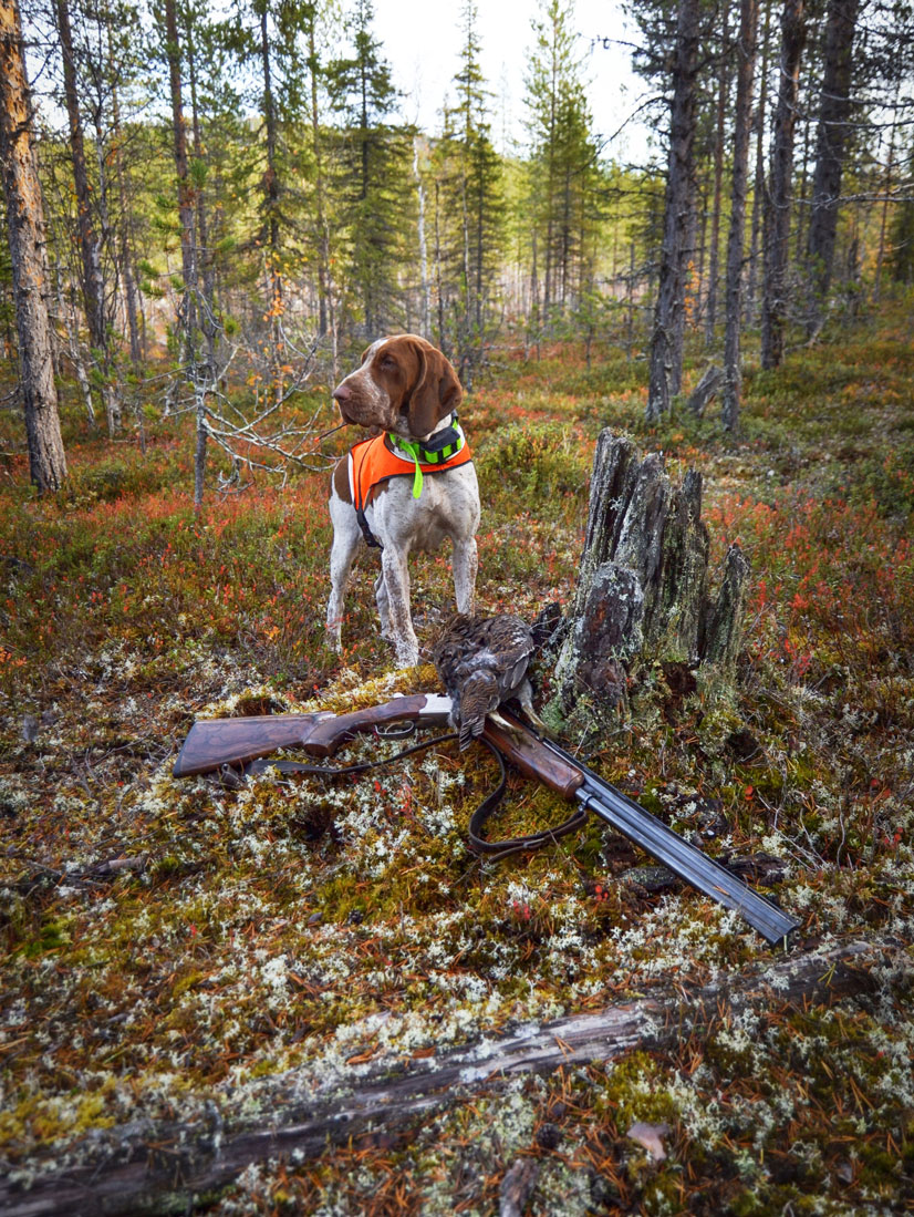 bracco-italiano-a-caccia-in-lapponia-gallo-forcello-gallo-cedrone