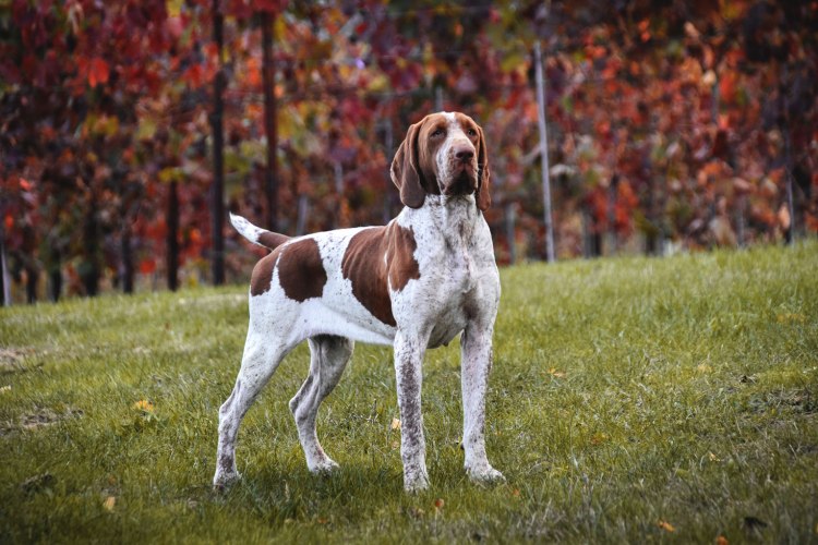 bracco-italiano-femmina-porzia-di-cascina-laghetto