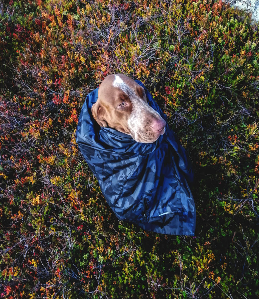 bracco-italiano-freddo-lapponia