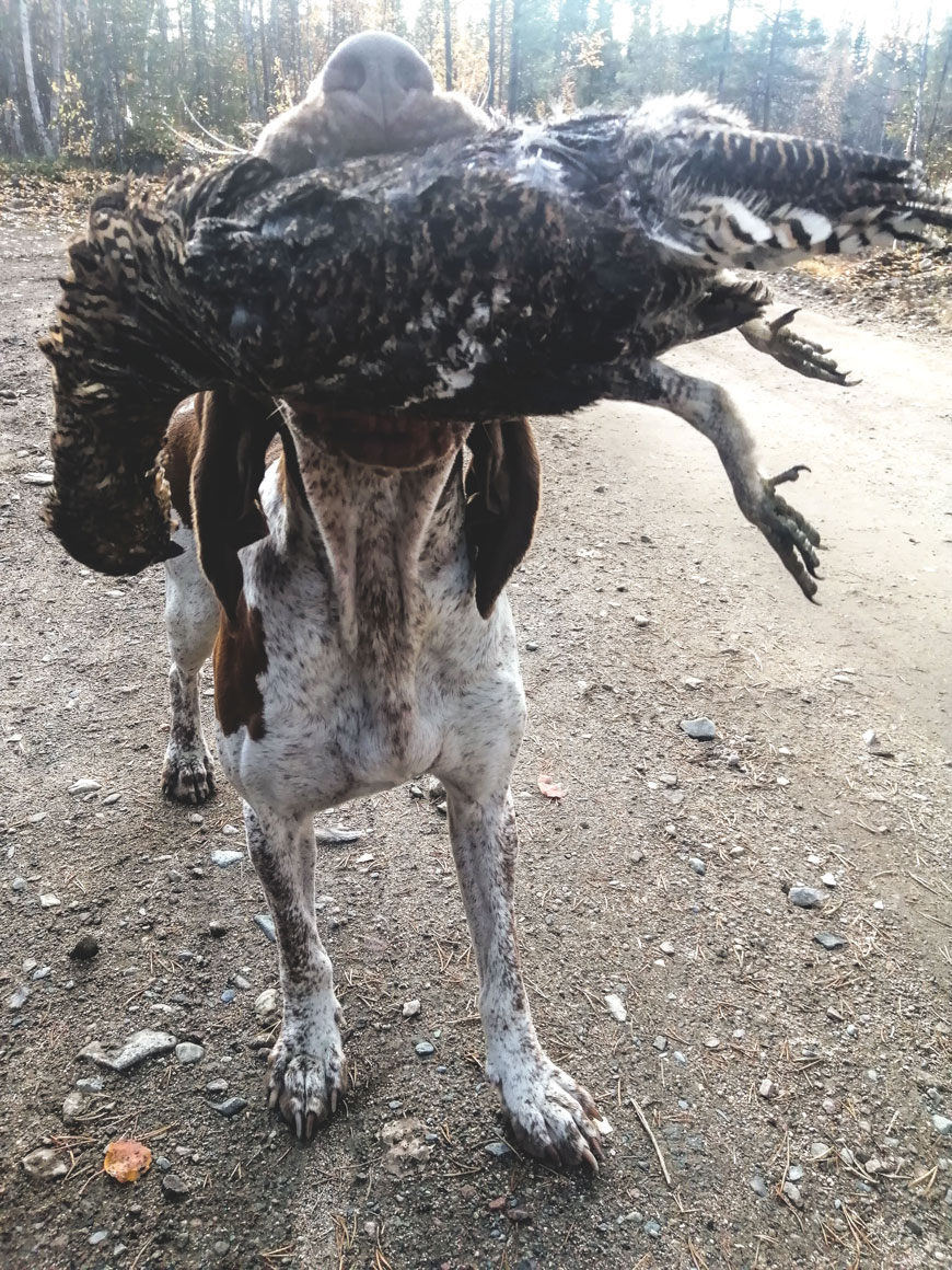 bracco-italiano-riporto-femmina-gallo-forcello