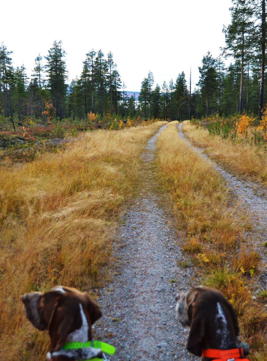 caccia-col-bracco-in-lapponia