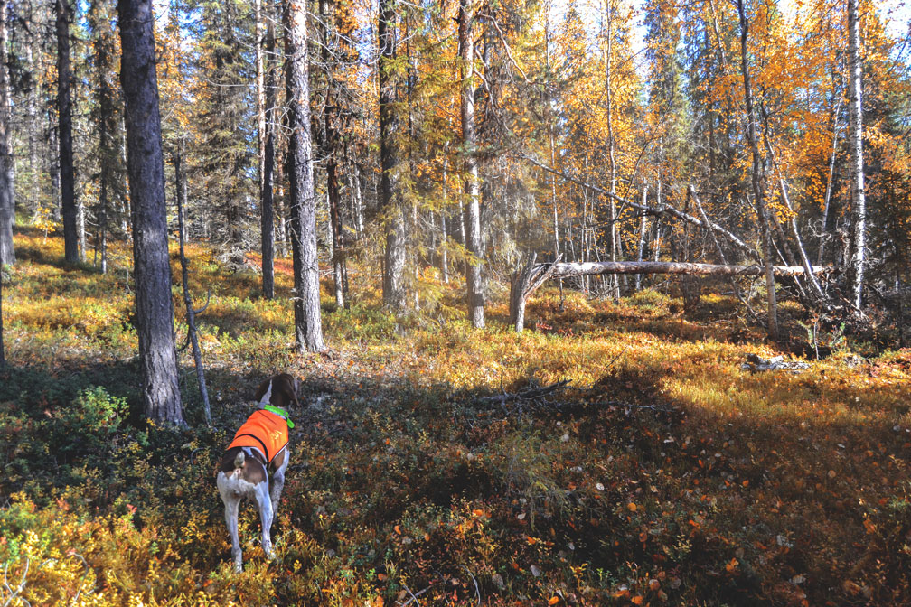 caccia-foresta-lapponia