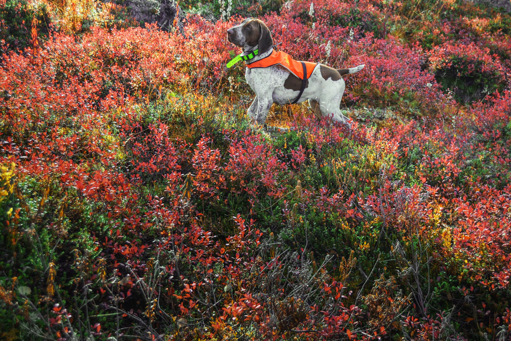 caccia-foresta-lapponia