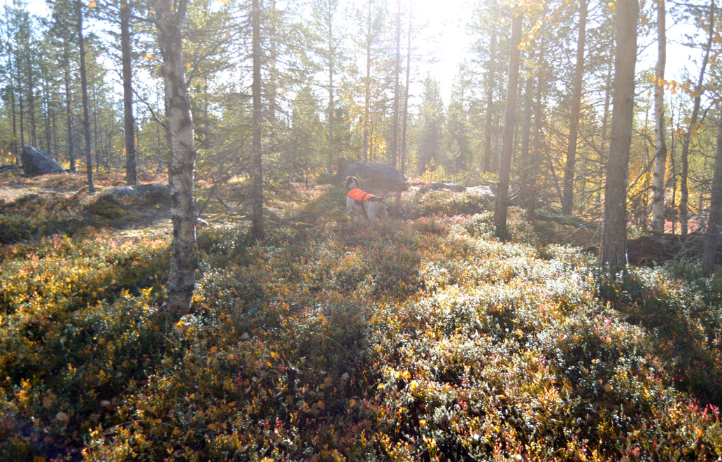 caccia-foresta-lapponia