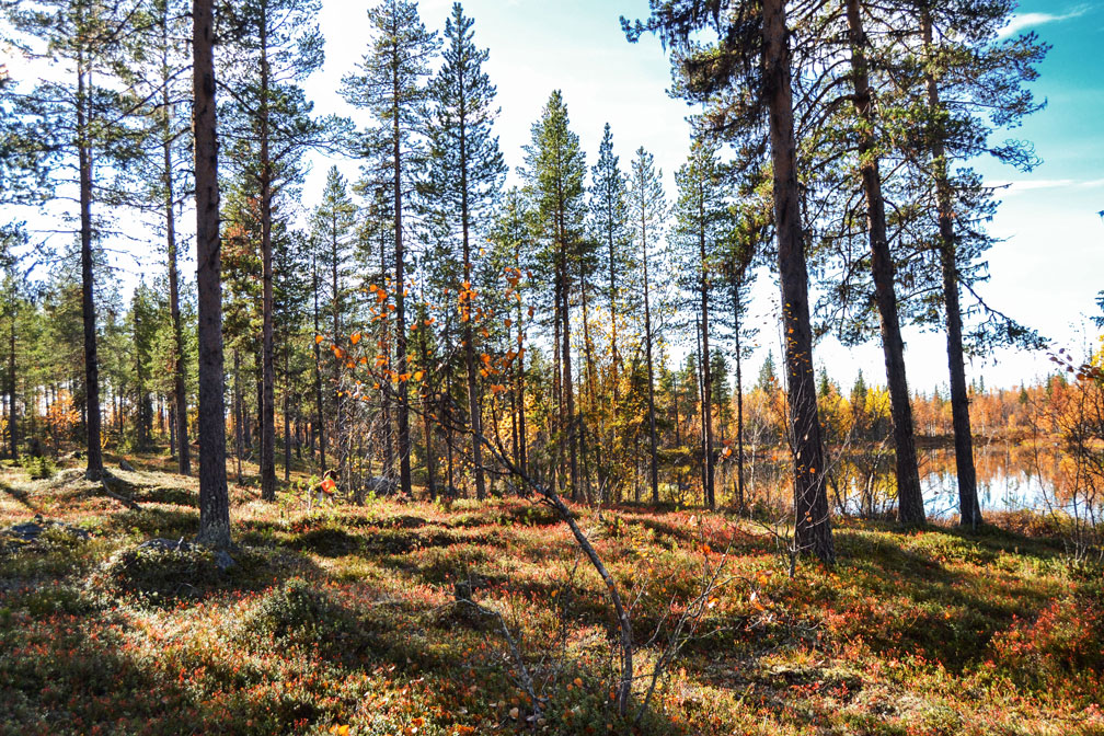 caccia-foresta-lapponia
