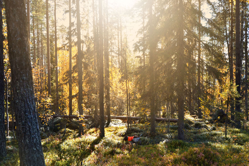 caccia-foresta-lapponia
