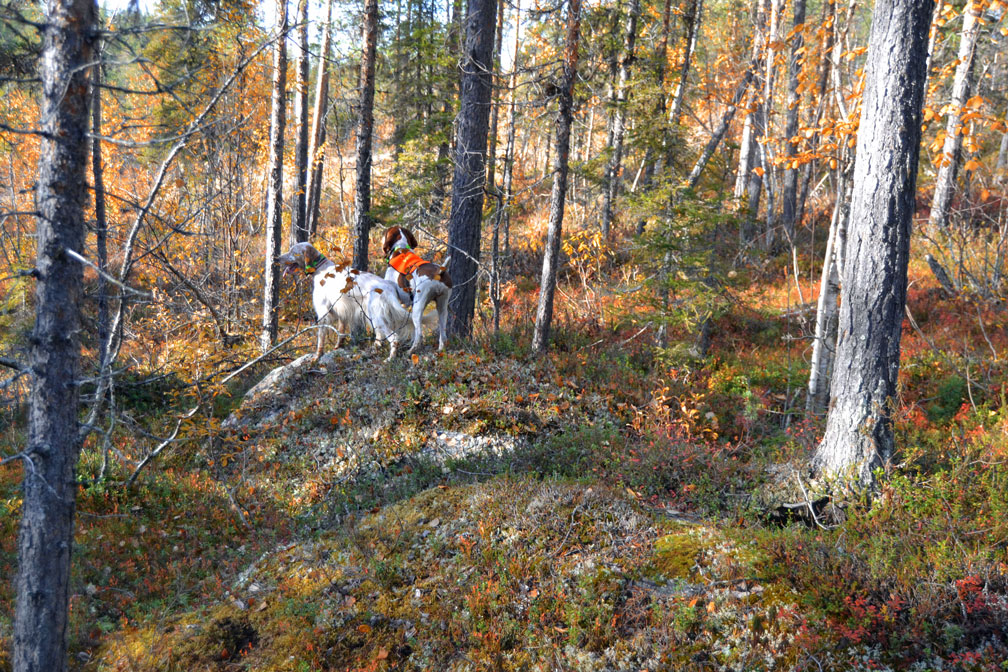 caccia-foresta-lapponia